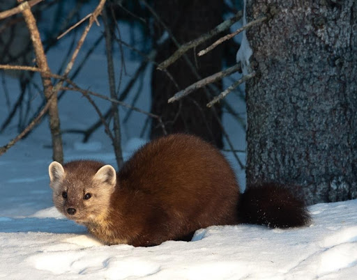 Pine marten spotted on the trail