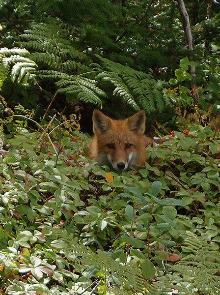 Fox spotted on the trail