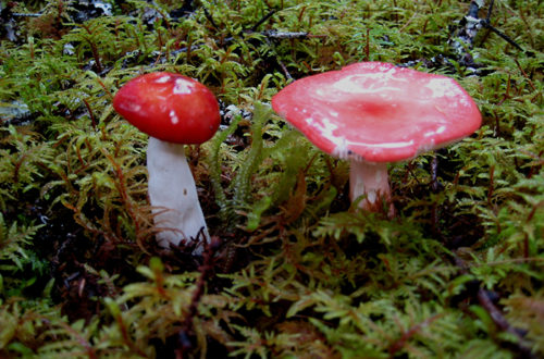Mushrooms found along the trail