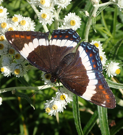 Butterfly spotted on the trail