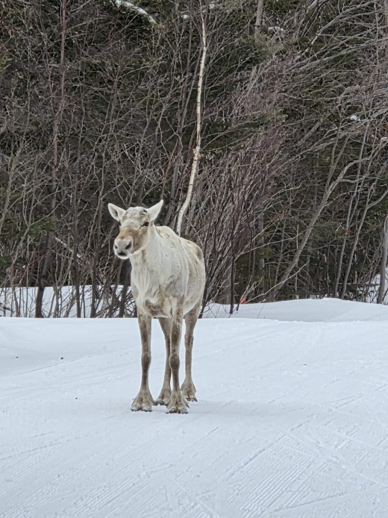 View along the Caribou trail