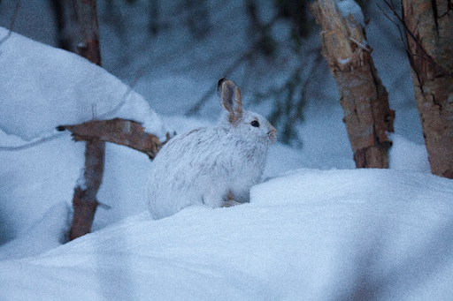 Jackrabbit trail map icon